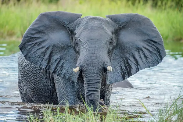 Botswana — bilde 1