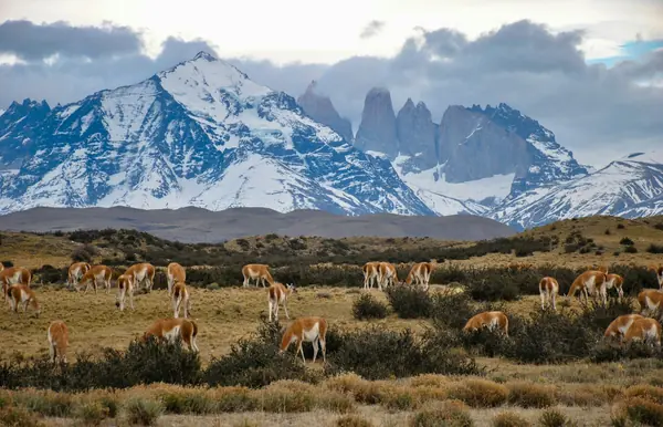 Chile — bilde 1