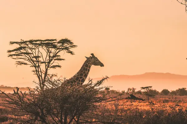 Etiopia