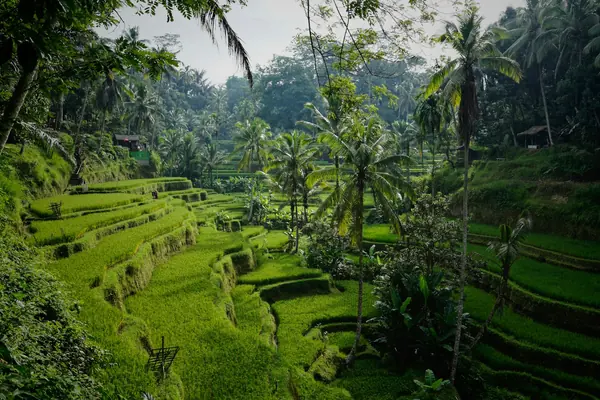 Indonesia — bilde 1