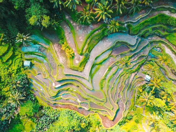 Indonesia — bilde 2