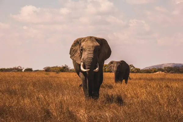 Kenya — bilde 1