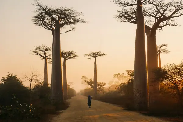 Madagaskar — bilde 1