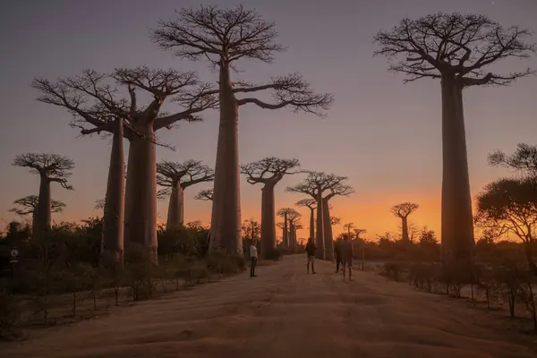 Madagaskar — bilde 2