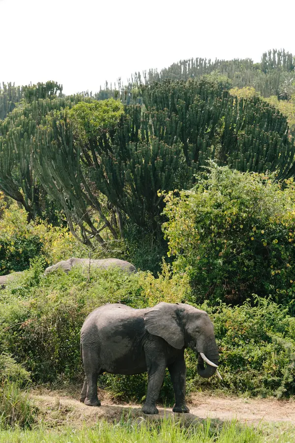 Uganda — bilde 2