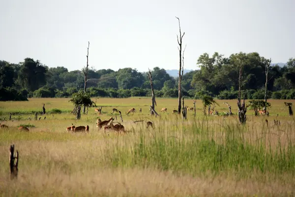 Zambia — bilde 1