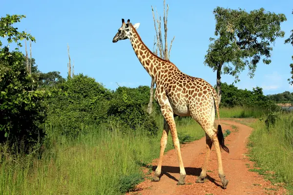 Zambia — bilde 2